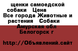 щенки самоедской собаки › Цена ­ 25 000 - Все города Животные и растения » Собаки   . Амурская обл.,Белогорск г.